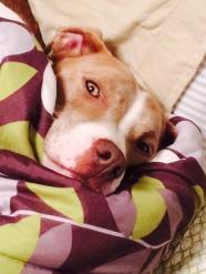 1795707_10202412436925443_7836239920263314160_n